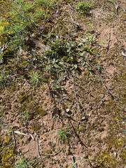 Chenopodium nutans nutans