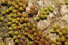 Macromitrium piliferum