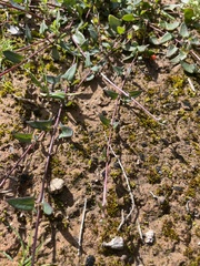 Chenopodium nutans nutans