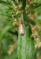 Meligramma triangulifera