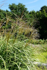 Miscanthus