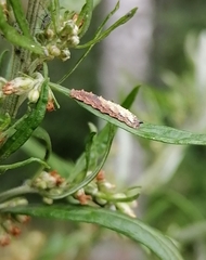 Meligramma triangulifera