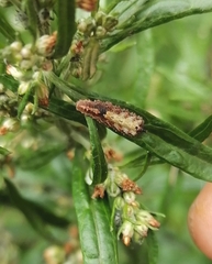 Meligramma triangulifera