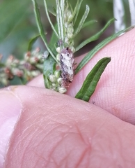 Meligramma triangulifera