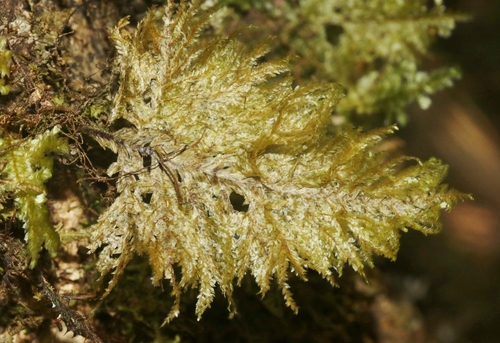 Homaliodendron