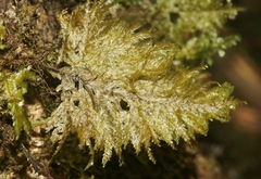 Homaliodendron flabellatum