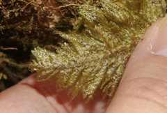 Homaliodendron flabellatum