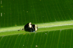 Imatidium thoracicum