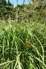 Miscanthus
