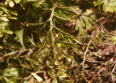 Hymenophyllum lanceolatum