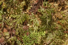 Hymenophyllum lanceolatum