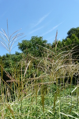 Miscanthus