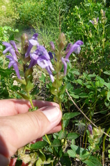Lamiaceae