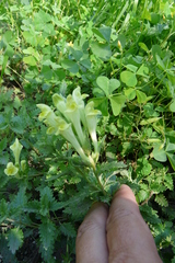 Scutellaria