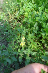 Scutellaria