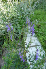 Scutellaria