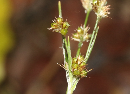 Luzula hawaiiensis