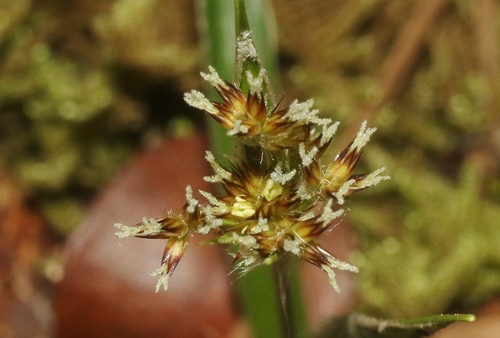 Luzula hawaiiensis