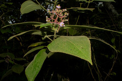 Miconia conospeciosa