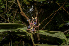 Miconia conospeciosa