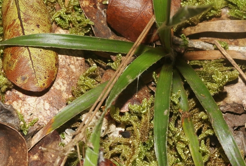 Luzula hawaiiensis