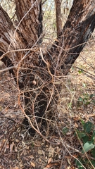 Eucalyptus resinifera
