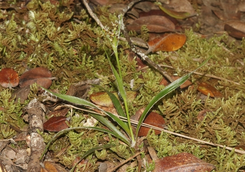 Luzula hawaiiensis
