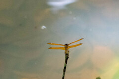 Perithemis electra
