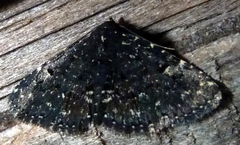 Metalectra tantillus