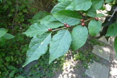 Lonicera