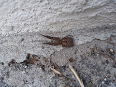 Zoropsis spinimana