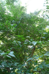 Lonicera