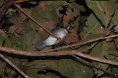 Turdus albicollis