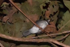 Turdus albicollis