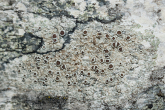 Lecanora argentata