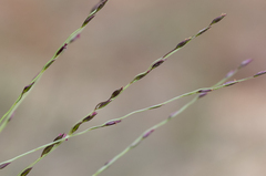 Digitaria divaricatissima