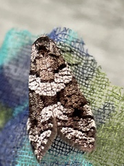 Lepidoscia heliochares