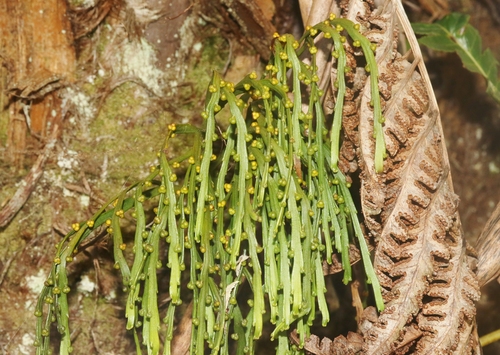 Psilotum complanatum