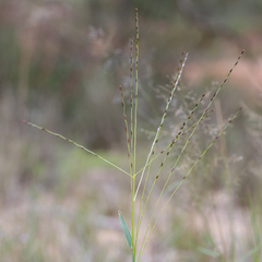 Digitaria divaricatissima