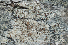Lecanora argentata
