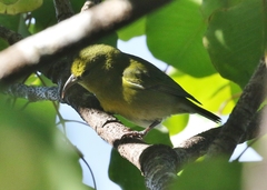 Chlorodrepanis stejnegeri