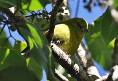 Chlorodrepanis stejnegeri