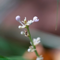 Liriope graminifolia