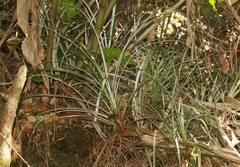 Astelia argyrocoma
