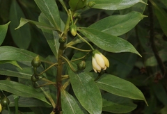 Lysimachia glutinosa