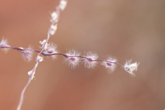 Digitaria ammophila