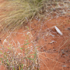 Digitaria ammophila
