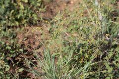 Digitaria divaricatissima