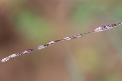 Digitaria divaricatissima