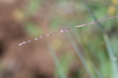 Digitaria divaricatissima